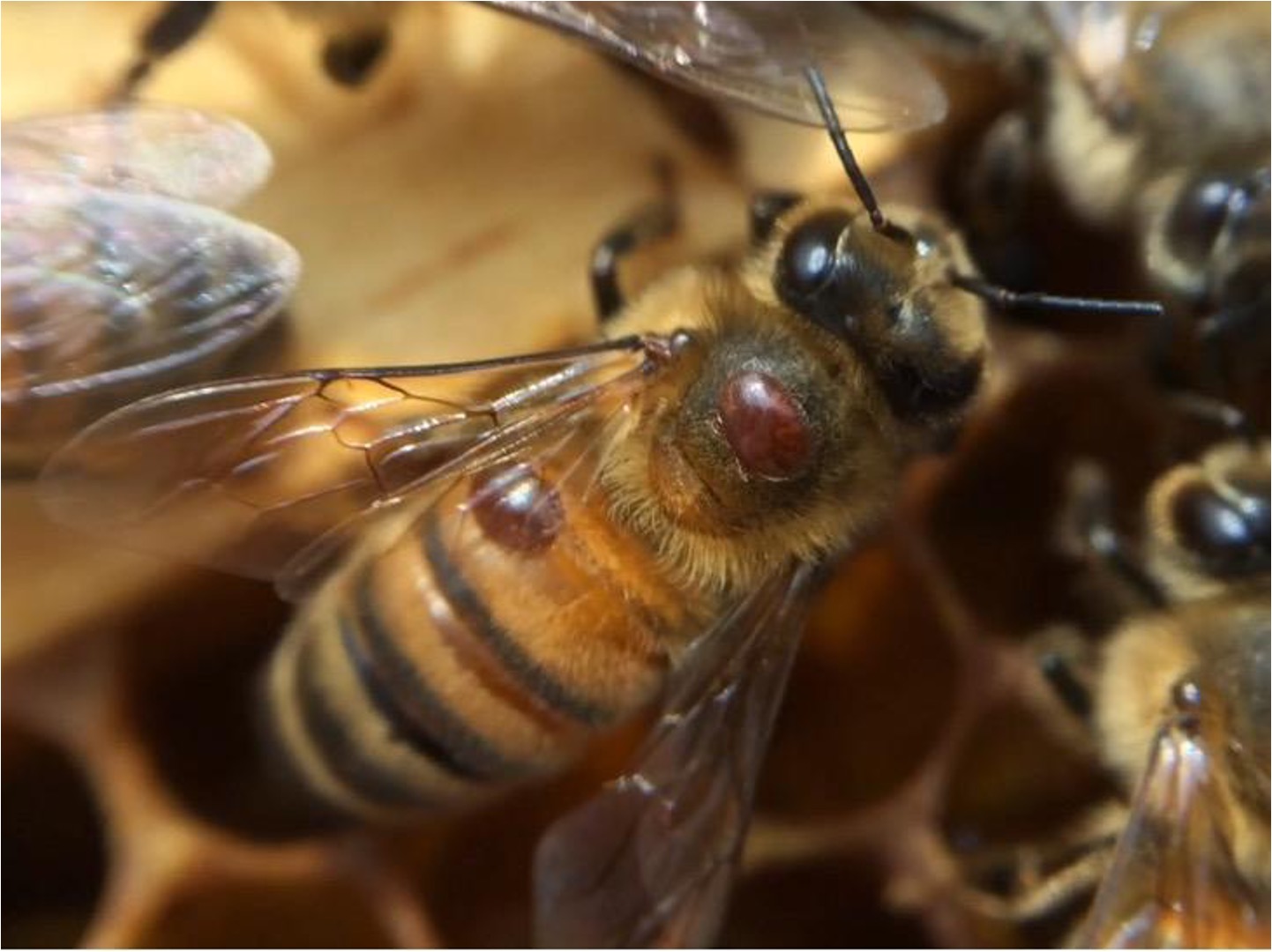 Varroa mites on a honey bee worker.